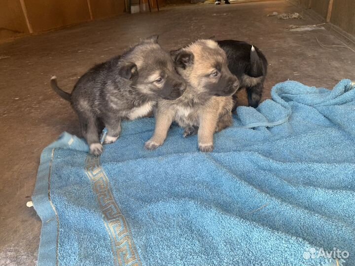 Щенок бесплатно