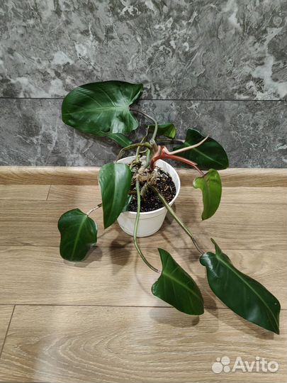 Филодендрон краснеющий 35, 70 см, по 3 ствола