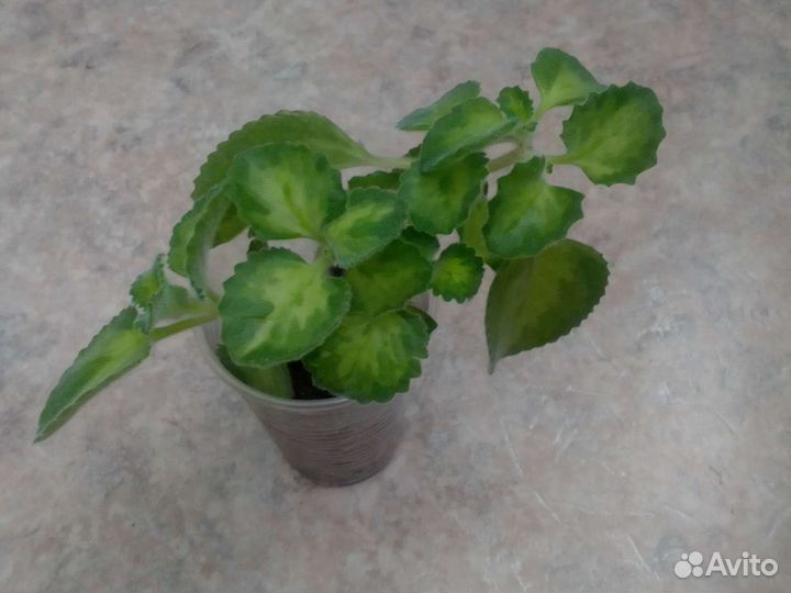 Мята комнатная