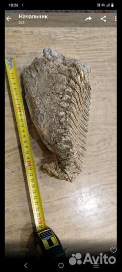 Зуб мамонта