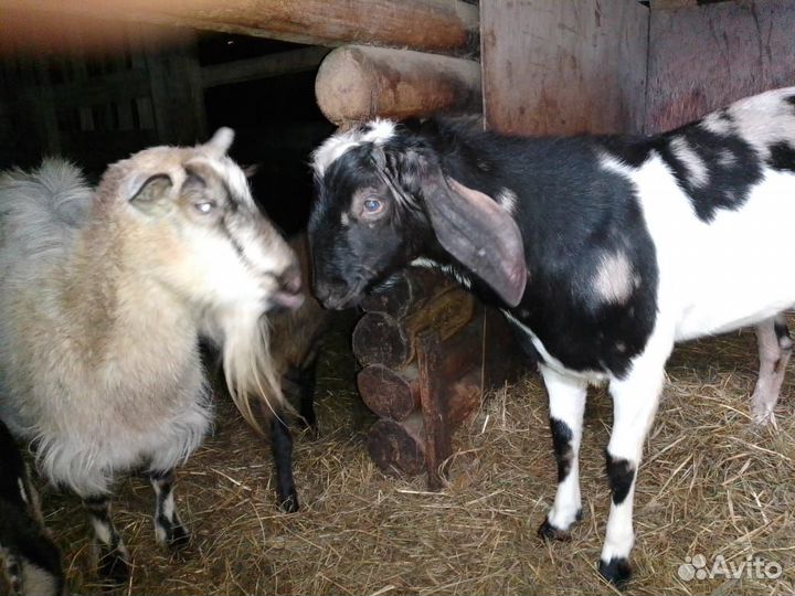 Козлята