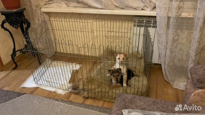 Барьер для собак