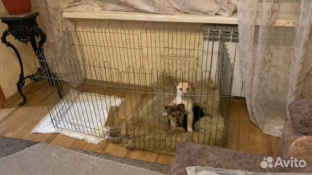 Барьер для собак