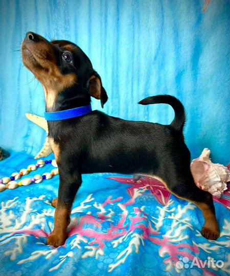 Щенки цвергпинчера