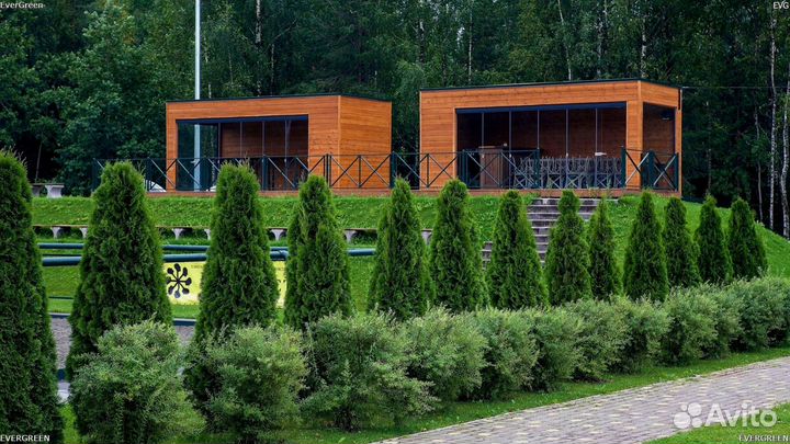 Туи премиум