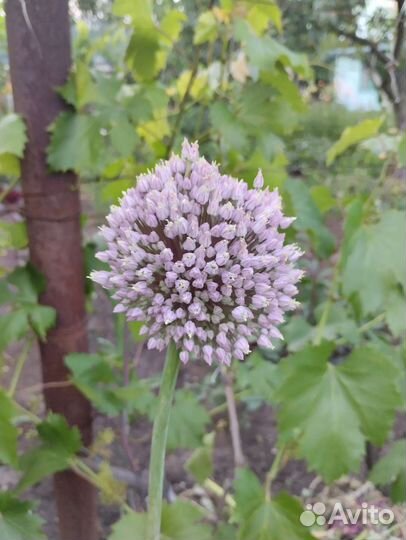 Аллилум (Декоративный лук) (торг)