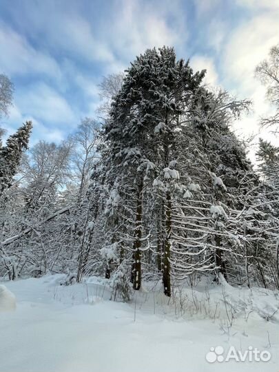 Прогулка по лесу