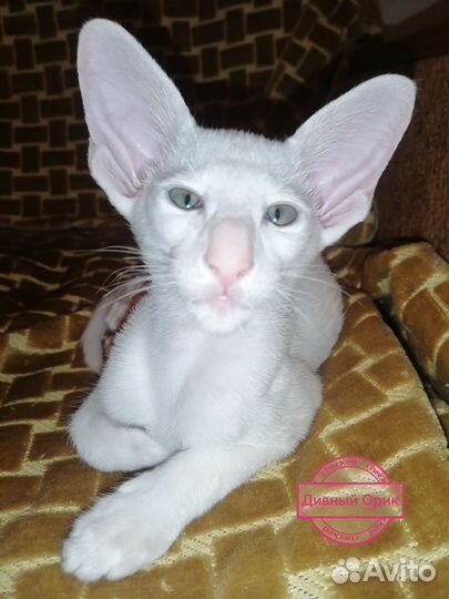 Ориентальные котята