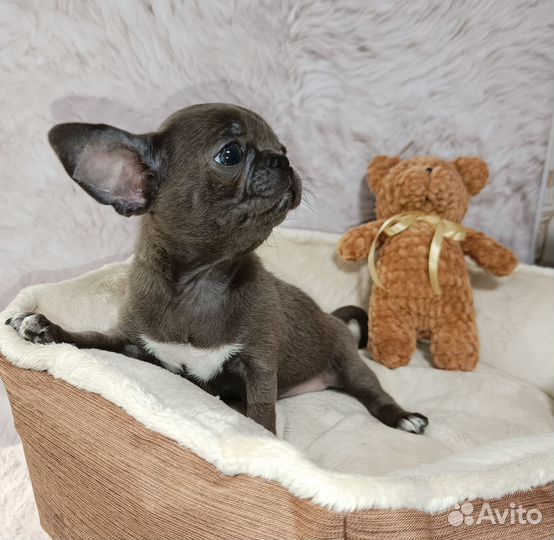 Чихуахуа мальчик