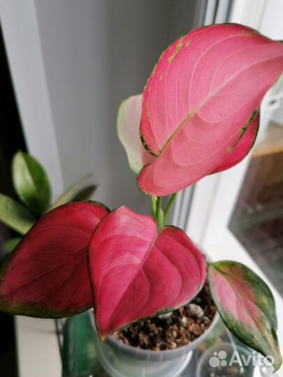 Аглаонема Модестум шот