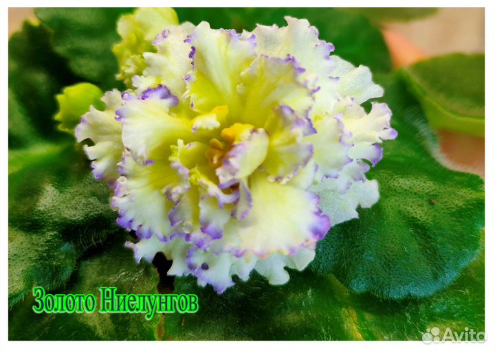 Фиалочки. Детки. Сорта на фото