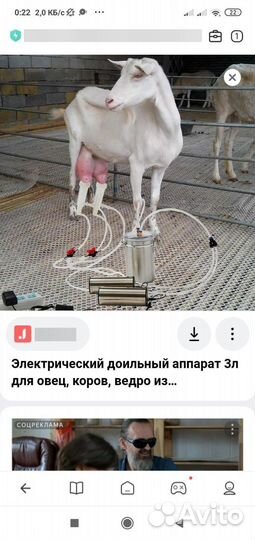 Доильный аппарат для коз бу