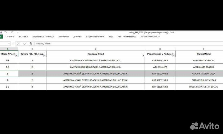 Американский булли