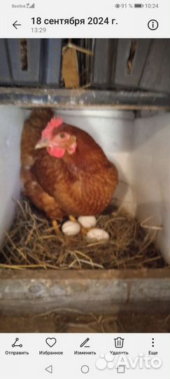 Домашние куриные яйца