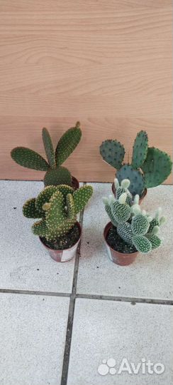 Кактус опунция