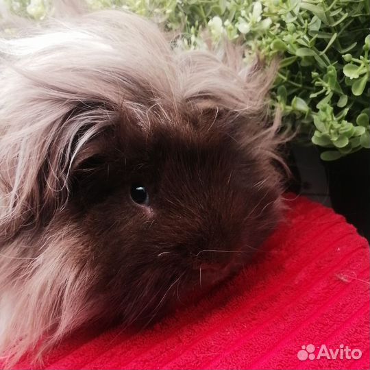 Лункария, длинношерстная морская свинка, самец