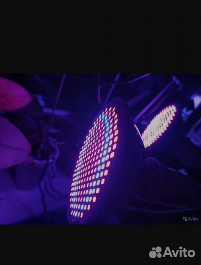 Фито светильник + 2 лампочки