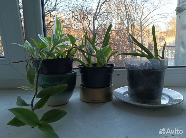 Хлорофитум, сингониум и другие