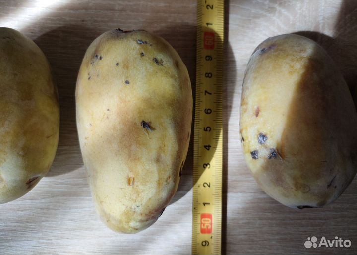 Азимина саженцы