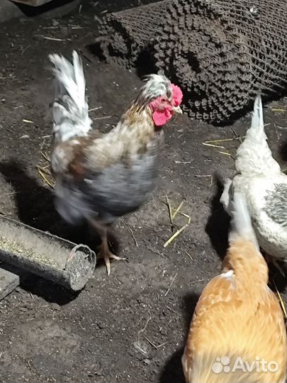 Молодые петухи