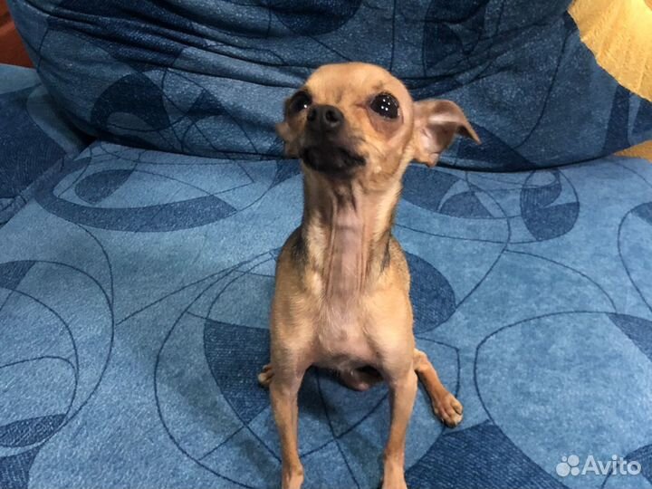 Случка бавсика