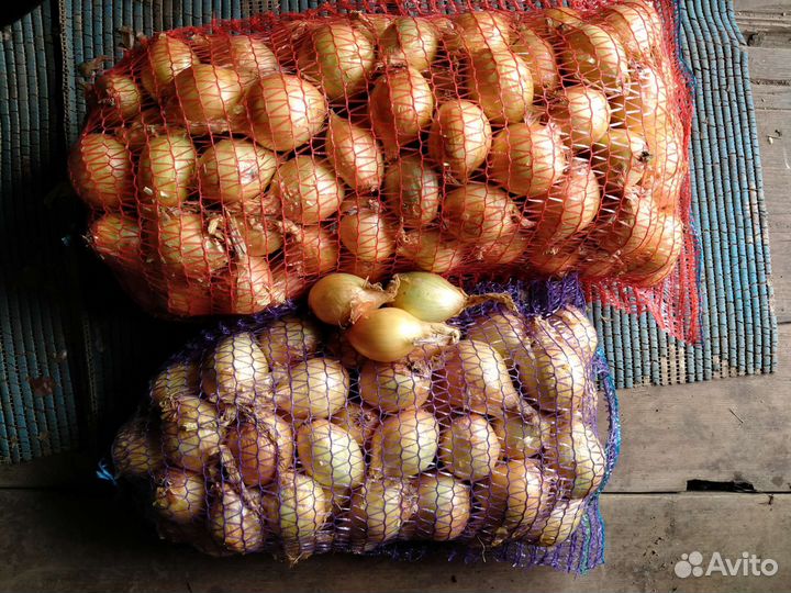 Лук репчатый