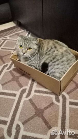 Кошка