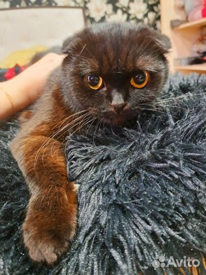 Шотландская