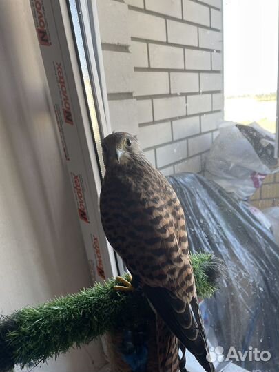 Хищная домашняя птица