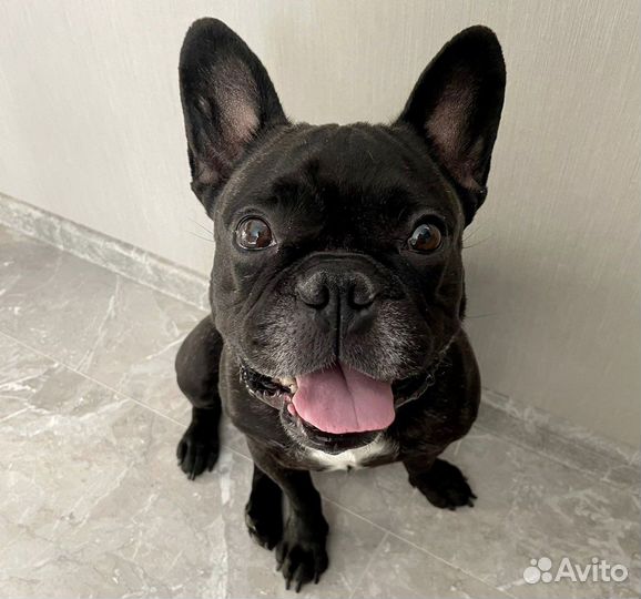 Передержка собак малых пород