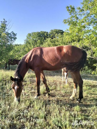 Кобыла 1.3 мес