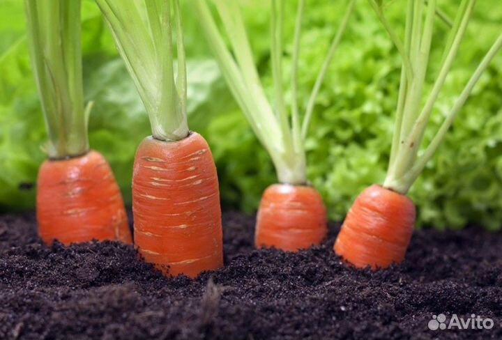 Чернозем, Торф, Плодородный грунт