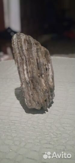 Зуб мамонта продажа