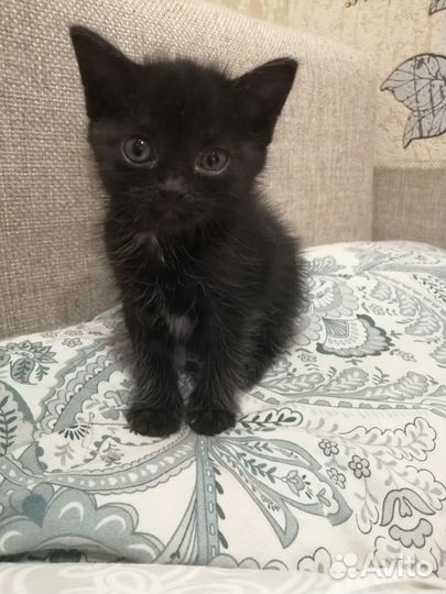 Отдам в добрые руки