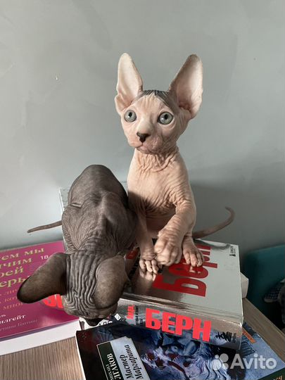 Канадский сфинкс котенок