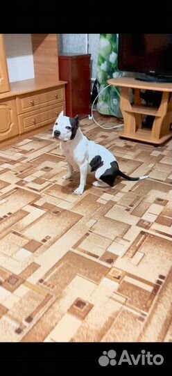 Стаффордширский терьер