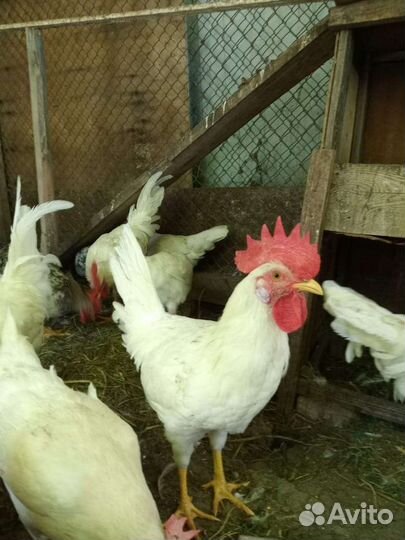 Петухи Легорн