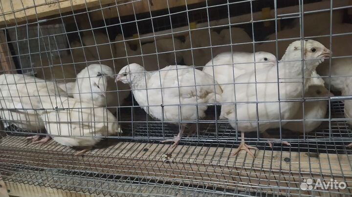 Перепелки несушки