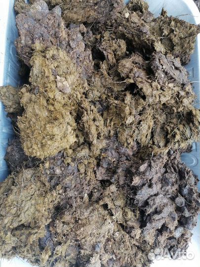 Конский навоз