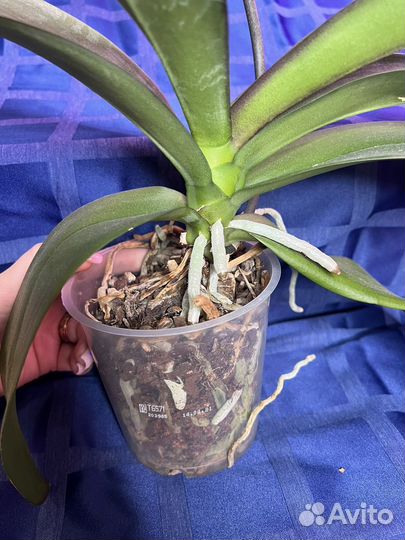 Орхидея фаленопсис