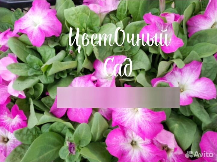 Цветы петунии рассада, калибрахоа, гейхеры, розы