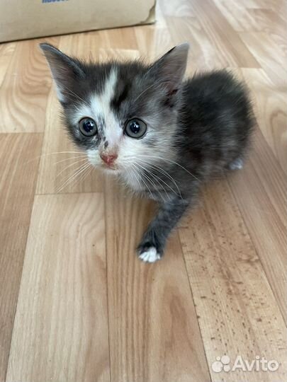 Кошка в добрые руки