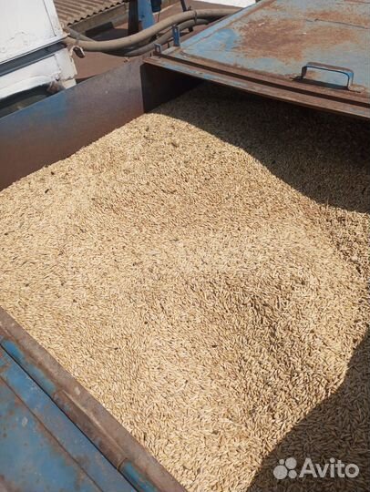 Продам рожь, ячмень