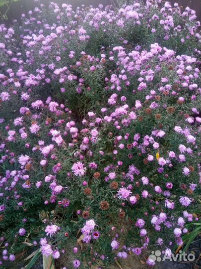 Хризантемы и осенние ромашки
