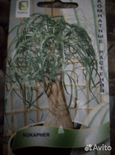 Сеянцы бокарнеи