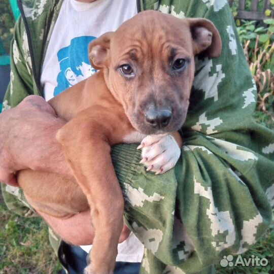 Девчонки ам стаффа