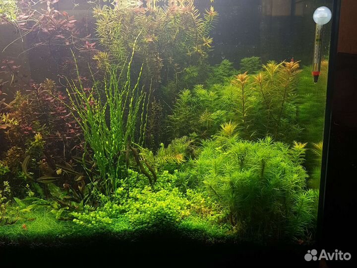 Аквариумные растения