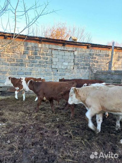 Бычки и быки