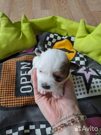 Собаки щенки джек рассел