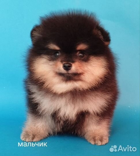 Померанский шпиц мини